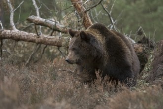 In the habitat... European brown bear (Ursus arctos), strong animal, breaks through undergrowth in