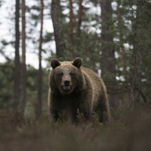 Surprising encounter... European brown bear (Ursus arctos), strong bear in the undergrowth of the