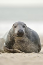 Cosiness... Grey seal (Halichoerus grypus) looking into the Kamea, North Sea, on the beach of