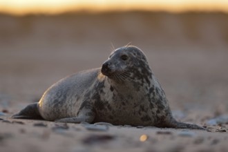 Watchful gaze... Grey seal (Halichoerus grypus), female seal in atmospheric light, North Sea, on
