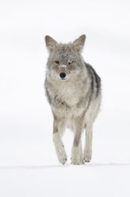 At a gentle trot... Coyote (Canis latrans) runs directly towards the camera in the depths of