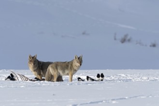 At the crack... Coyote (Canis latrans) in winter, two coyotes standing next to some magpies at the