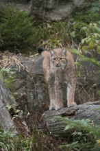 Stealthy hunter... Eurasian lynx (Lynx lynx), largest feline predator in large parts of Europe,