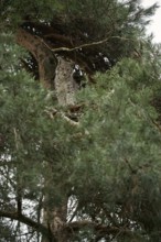 High up in a tree... Eurasian lynx (Lynx lynx), largest European cat of prey hiding high up in a