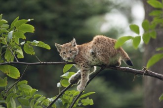 Take a break... Eurasian lynx (Lynx lynx), young lynx, apparently resting rather uncomfortably on a