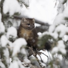 Through a gap in the branches... Pine marten (Martes americana) sits hidden in the branches of a