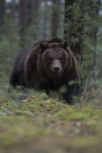 Through the undergrowth... European brown bear (Ursus arctos), loner on its forays through the