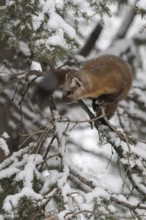 Agile... Pine marten (Martes americana) in winter during snowfall, skilfully climbing through the