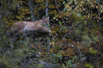 At the resting place... Eurasian lynx (Lynx lynx) lying, resting on an old, half-rotten tree trunk,