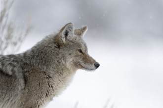 Attentively focussed... Coyote (Canis latrans) in winter during heavy snowfall, detailed close-up,