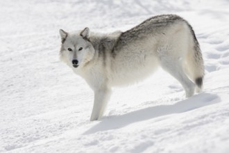 In the snow... Timberwolf (Canis lupus lycaon), white wolf in winter, shows all typical wolf