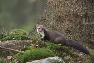 Attentive and agile... Stone marten (Martes foina), native marten, predator in the natural