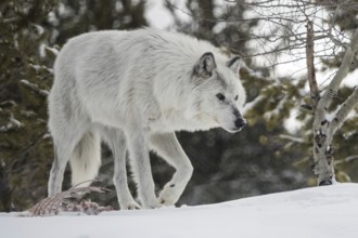 After eating... Timberwolf, North American grey wolf (Canis lupus lycaon) in natural environment,