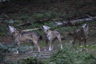 Howling of wolves... Grey wolves (Canis lupus), wolf packs after dark, European gray wolf, wolves