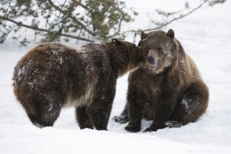 In the snow... Grizzly bears (Ursus arctos horribilis), American brown bears, funny picture, one