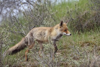 Stalking through the hunting ground... Red fox (Vulpes vulpes) in a short summer coat on an