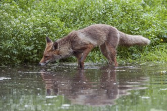 In the water... Red fox (Vulpes vulpes), fox in short-haired summer coat searching for food at the