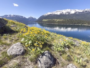 Mountain lake with flowers in front of blue sky and snow-capped mountains, Wallowa Lake, Joseph,