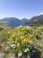Mountain lake with flowers in front of blue sky and snow-capped mountains, Wallowa Lake, Joseph,