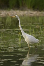 Great White Egret (Ardea alba), water, hunting, Lower Austria