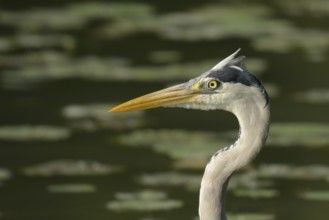 Grey heron (Ardea cinerea), water, portrait, Lower Austria