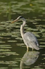 Grey heron (Ardea cinerea), water, hunting, Lower Austria