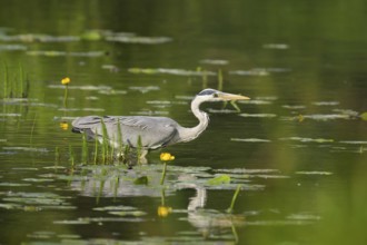 Grey heron (Ardea cinerea), water, hunting, Lower Austria