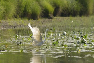 Great White Egret (Ardea alba), water, open wings, hunting, Lower Austria