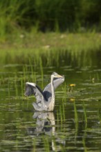 Grey heron (Ardea cinerea), water, hunting, open wings, Lower Austria