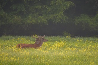 Red deer (Cervus elaphus), velvet antlers, field, meadow, light fog, Lower Austria
