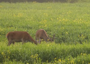 Red deer (Cervus elaphus), velvet antlers, feeding, field, meadow, light fog, Lower Austria