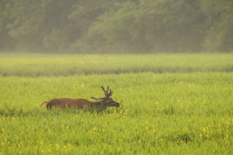 Red deer (Cervus elaphus), velvet antlers, eating, field, meadow, light fog, Lower Austria