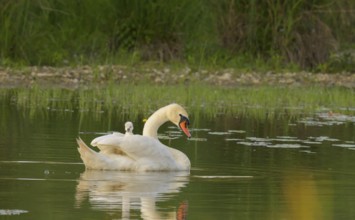Mute swan (Cygnus olor), juvenile, water, Lower Austria
