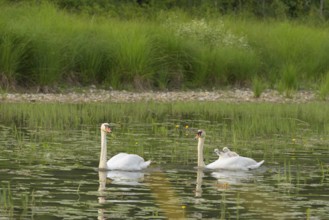 Mute swans (Cygnus olor), juveniles, water, Lower Austria