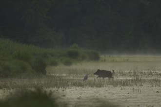 Wild boar (Sus scrofa), grey heron (Ardea cinerea), water, light fog, morning mood, Lower Austria)