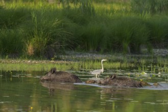 Wild boar (Sus scrofa), young animals, swimming, grey heron (Ardea cinerea), water, Lower Austria