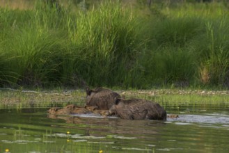Wild boar (Sus scrofa), young animals, swimming, water, Lower Austria