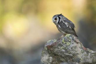 Southern white-faced owl... Southern bush owl (Ptilopsis granti), a very pretty little owl