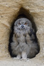He watches over the entrance to his breeding den... European Eagle Owl (Bubo bubo), young bird in