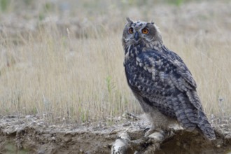 Teenager... European Eagle Owl (Bubo bubo), fledged young bird on its way to independence, note the
