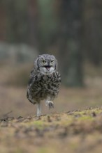 Hastily on foot... Virginia eagle owl (Bubo virginianus) runs with an energetic look on the ground