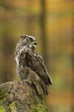 American owl... Virginia eagle owl (Bubo virginianus) sitting on a tree stump in autumn forest,