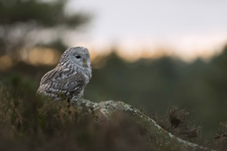 Active at dusk... Ural owl (Strix uralensis), Central European, rare, highly endangered owl
