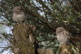 Siblings... Little owl (Athene noctua), young little owls, fledged young birds, owls sitting on an