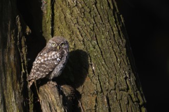 Camera view... Little owl (Athene noctua), young owl sitting in front of the entrance to its