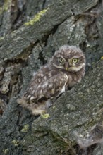Young owl... Little owl (Athene noctua), not yet fledged owlet sits, perches in the bark of a tree,