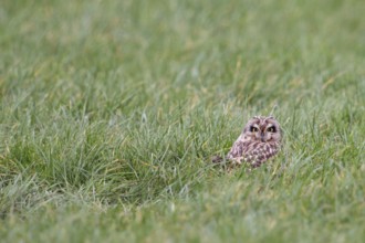 Hidden in the grass... Short-eared owl (Asio flammeus) resting in a meadow over the midday hours,