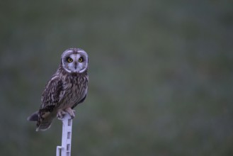 Eye to eye... Short-eared owl (Asio flammeus) hunts at dusk, also as a stalker, here on the mobile