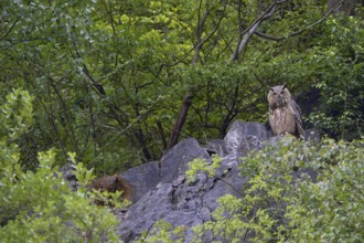 High up on the rocks... European eagle owl (Bubo bubo), owl sitting in an old quarry between trees,