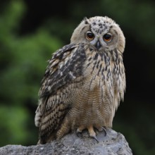 Trustful look... European eagle owl (Bubo bubo), young, almost fully grown eagle owl, young bird,